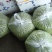 精品翠绿宝毛豆米