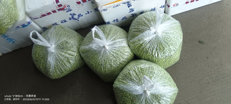 精品翠绿宝毛豆米