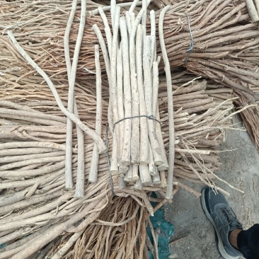 黄芪节