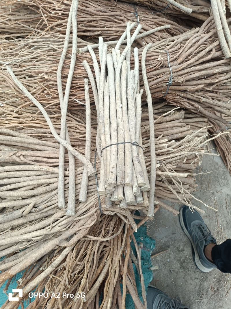 黄芪节