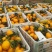 秭归夏橙榨汁果，提供各种规格，价格的货，提供一条龙服务