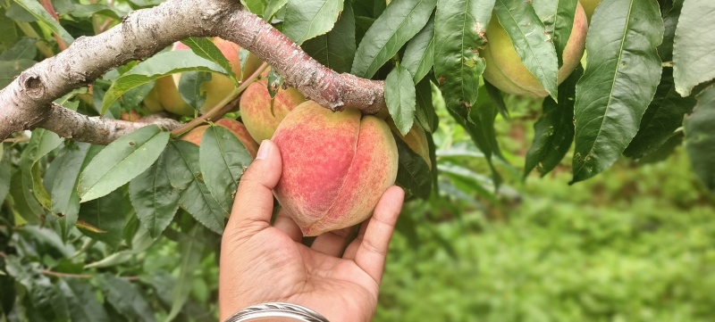 高山龙泉桃
