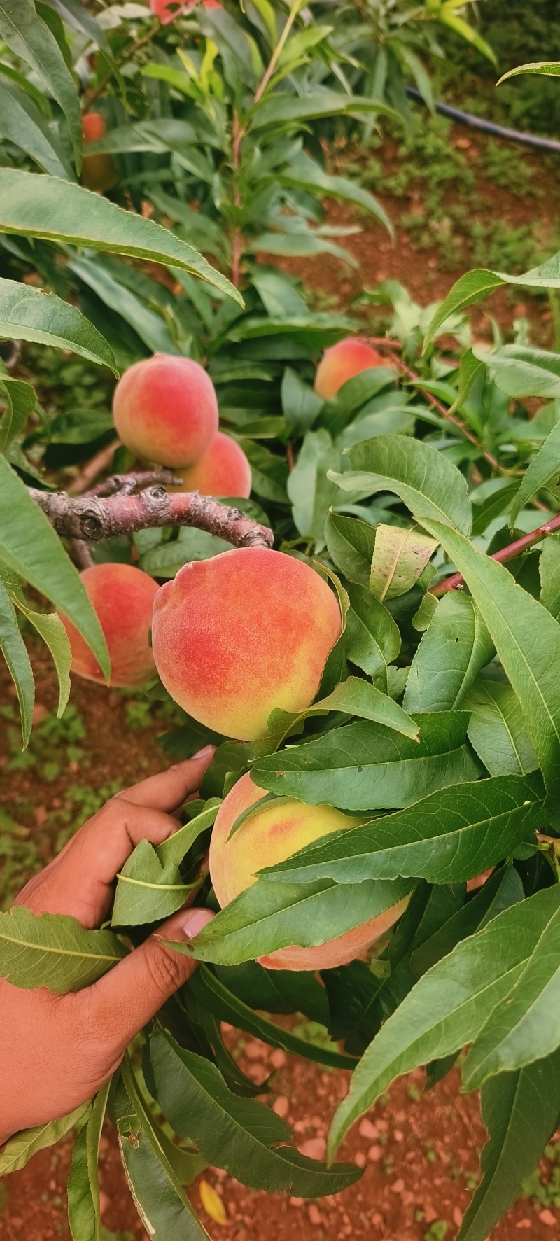 高山龙泉桃