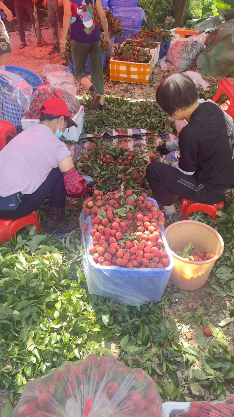 正宗增城仙进奉大旺一直跌，口感蜜甜当天采摘当天发货。