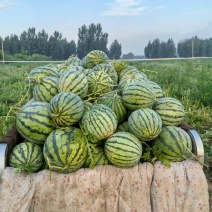大量出售京欣西瓜，两毛五自己采摘
