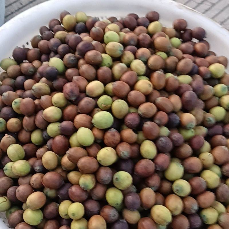 供应新鲜莲子