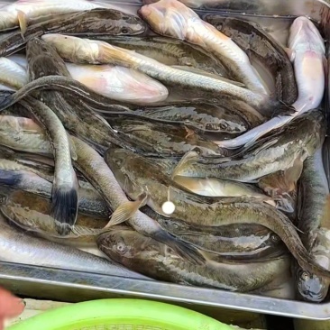 狗光鱼