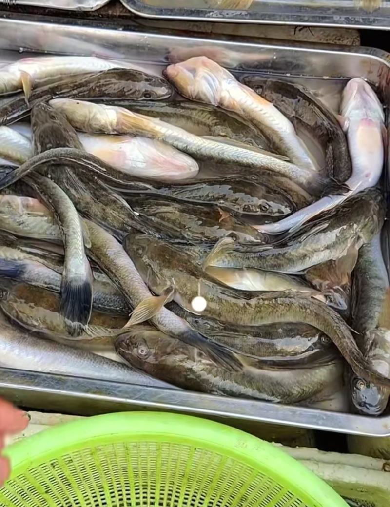 狗光鱼