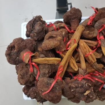 云南野生金锁阳，续阳草