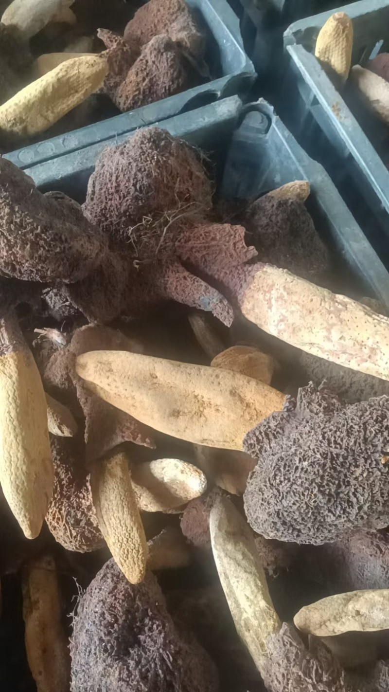 云南野生金锁阳，续阳草