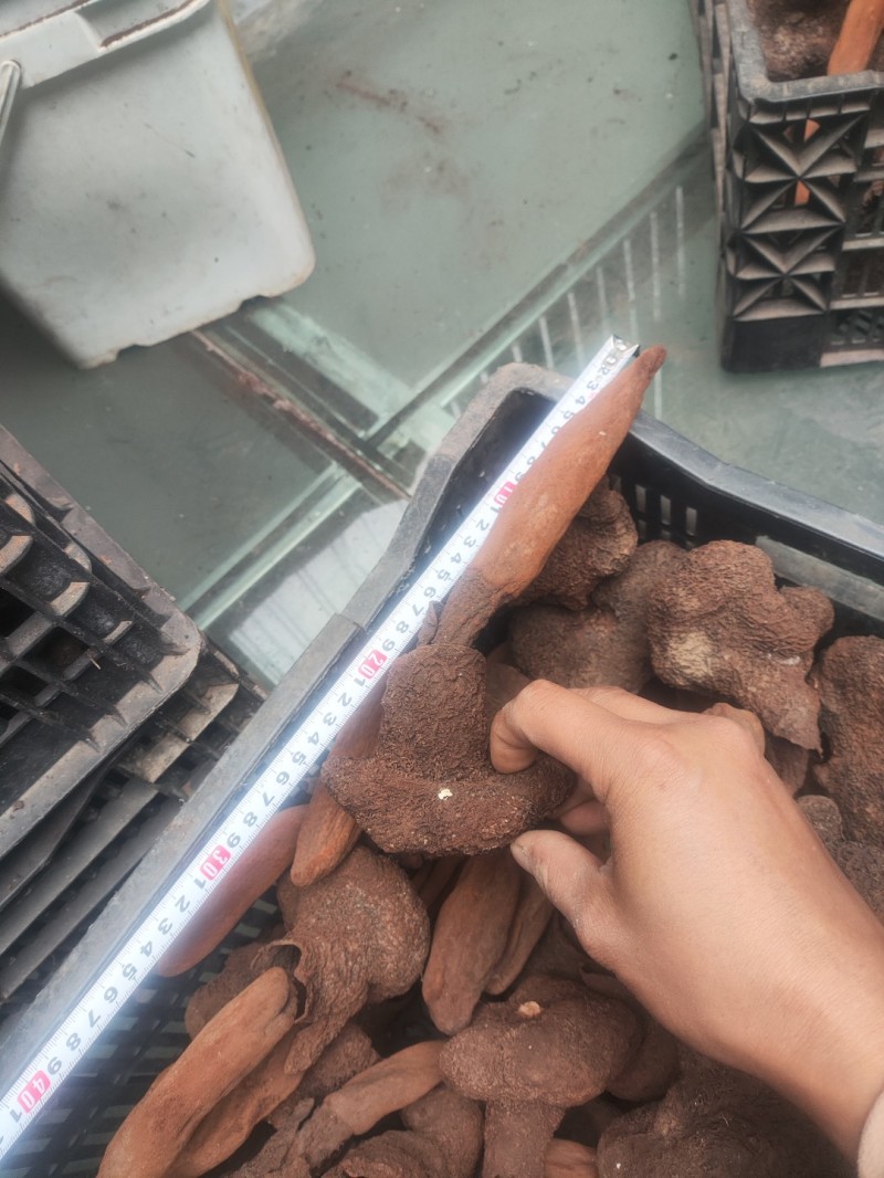 云南野生金锁阳，续阳草