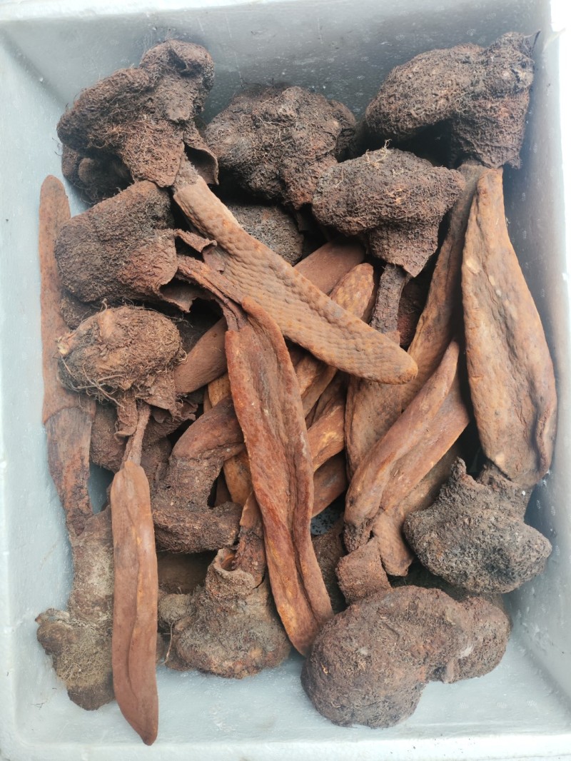 云南野生金锁阳，续阳草