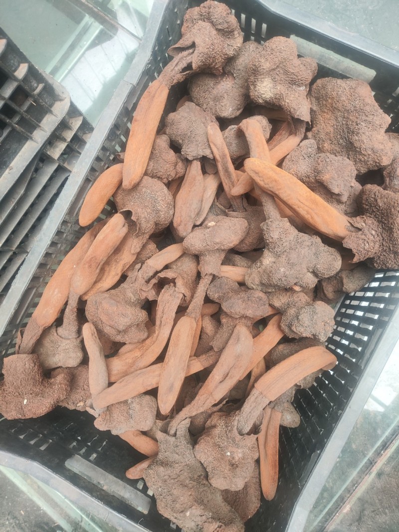 云南野生金锁阳，续阳草