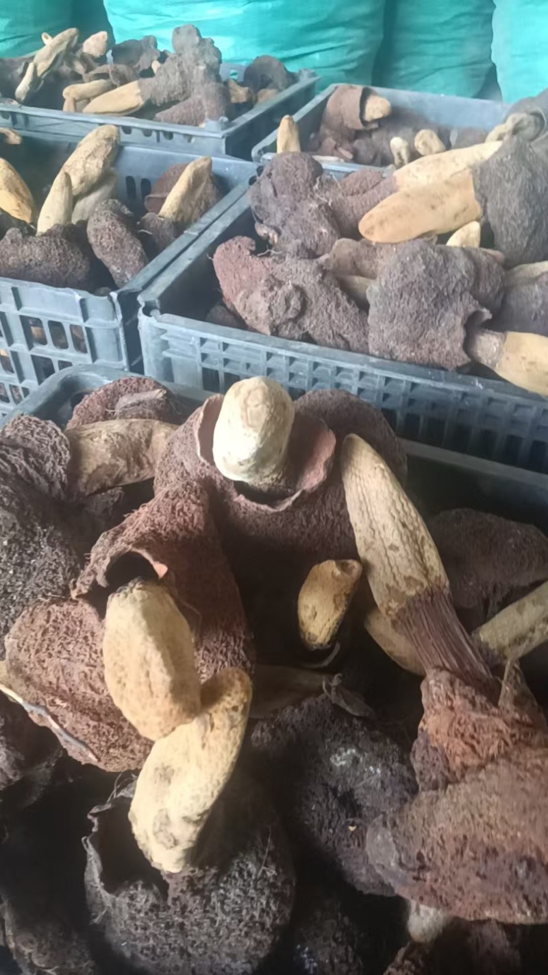 云南野生金锁阳，续阳草