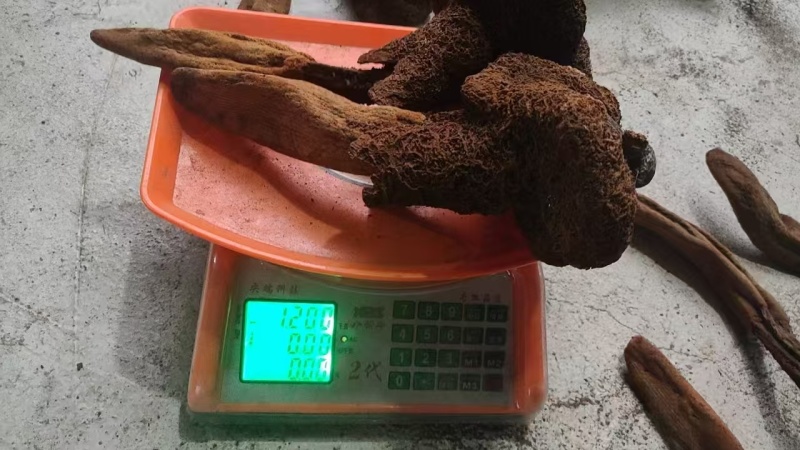 云南野生金锁阳，续阳草