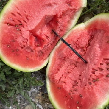 石头瓜🍉