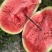 石头瓜🍉