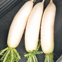 白萝卜