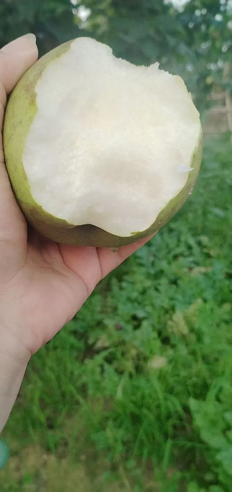 翠冠梨