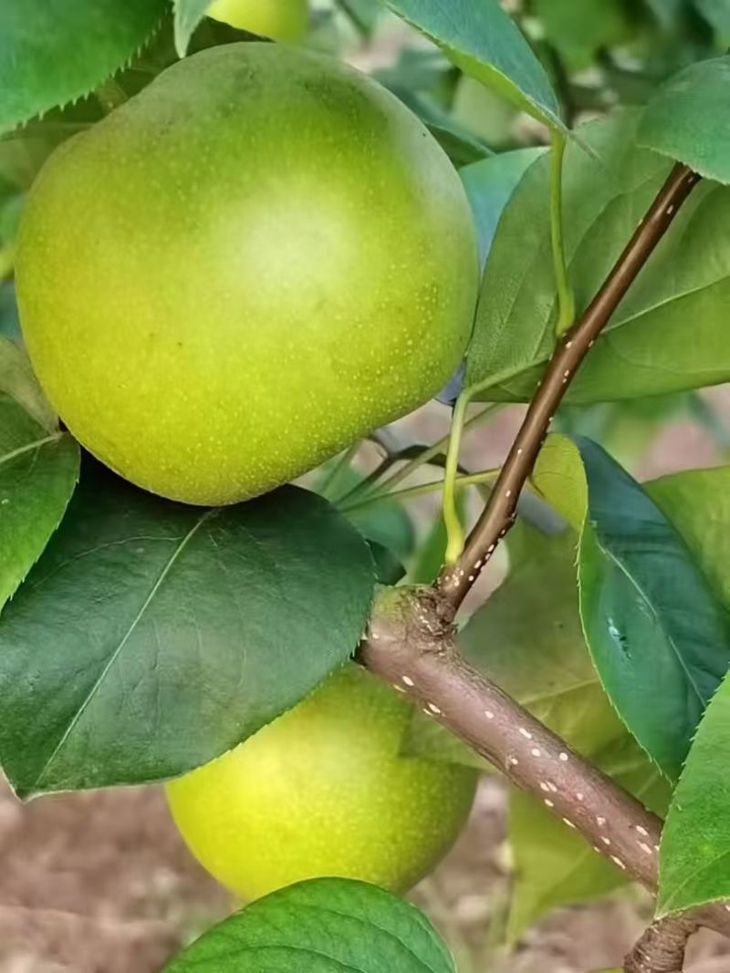 翠冠梨