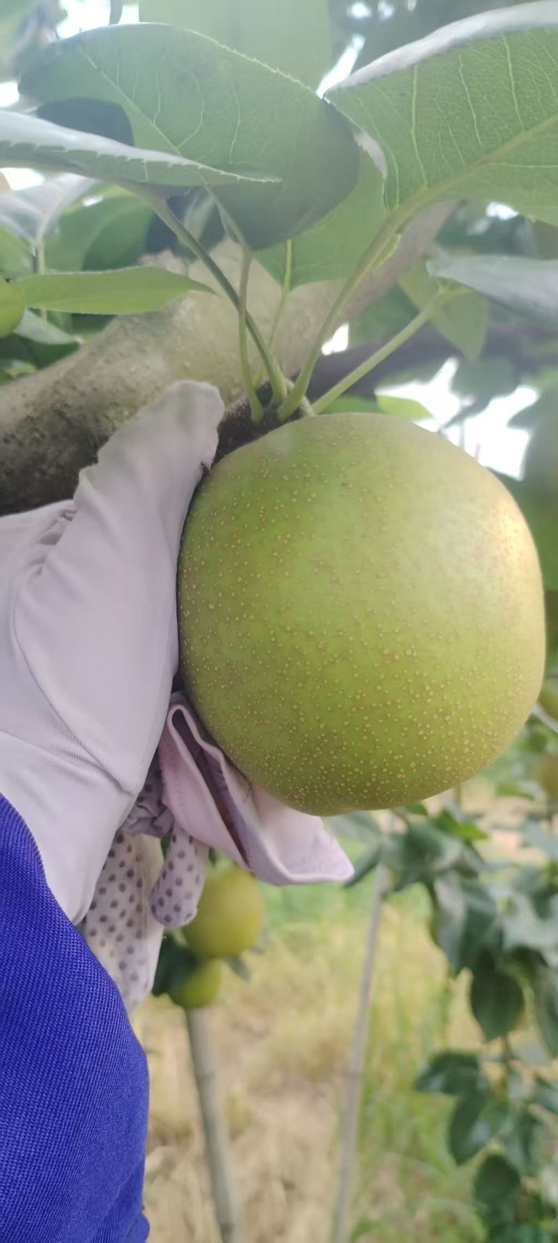 翠冠梨
