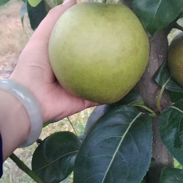 翠冠梨