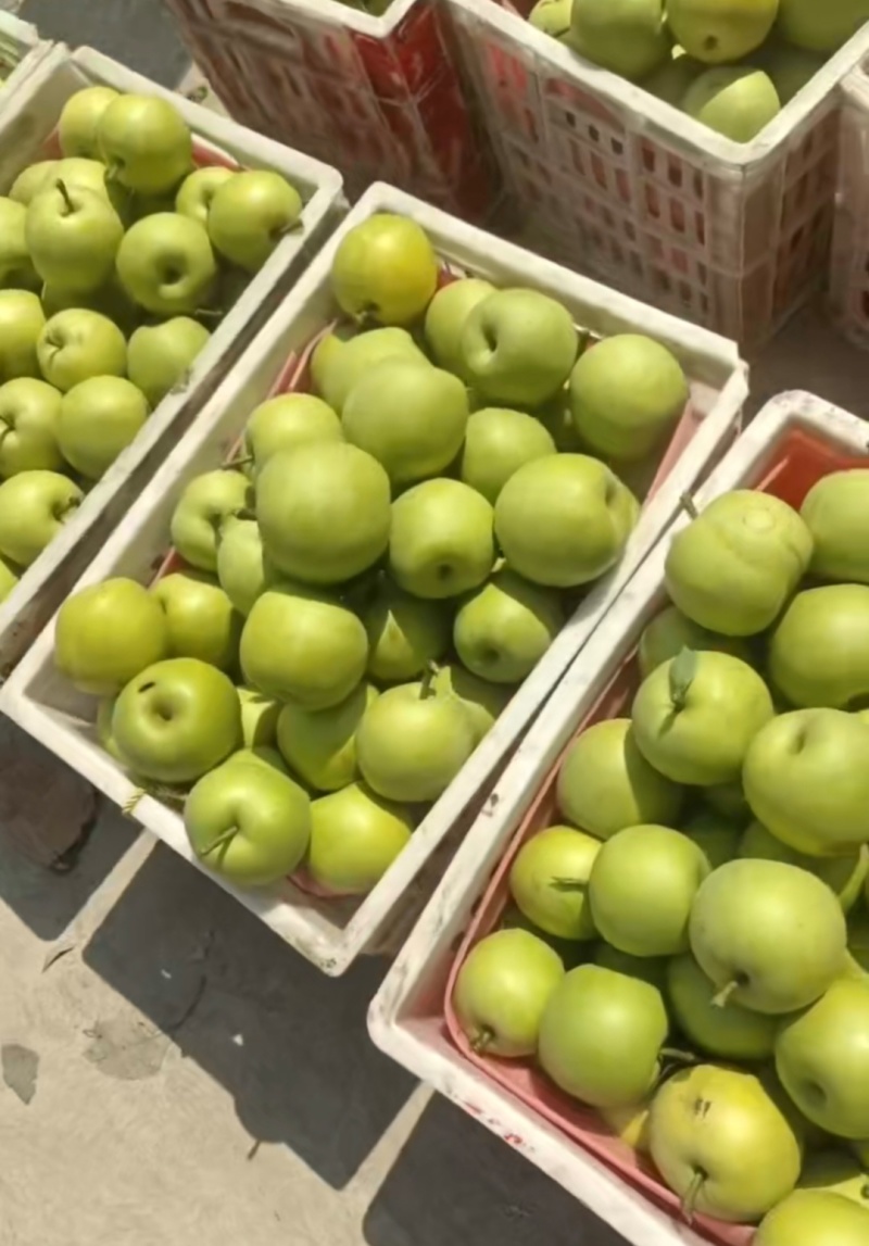 1推荐宁陵翠冠梨青皮梨圆黄梨一手货源价格实惠供全国发