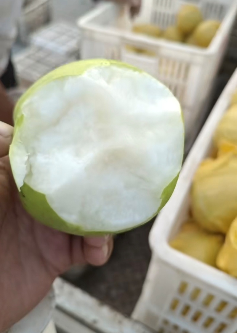 1推荐宁陵翠冠梨青皮梨圆黄梨一手货源价格实惠供全国发