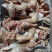 笨公鸡黑爪，黄爪都有货