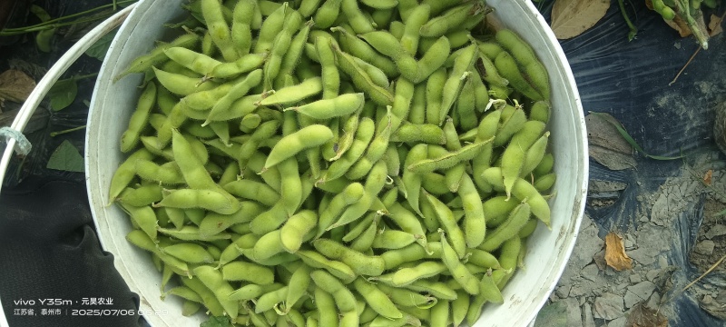 翠绿宝毛豆