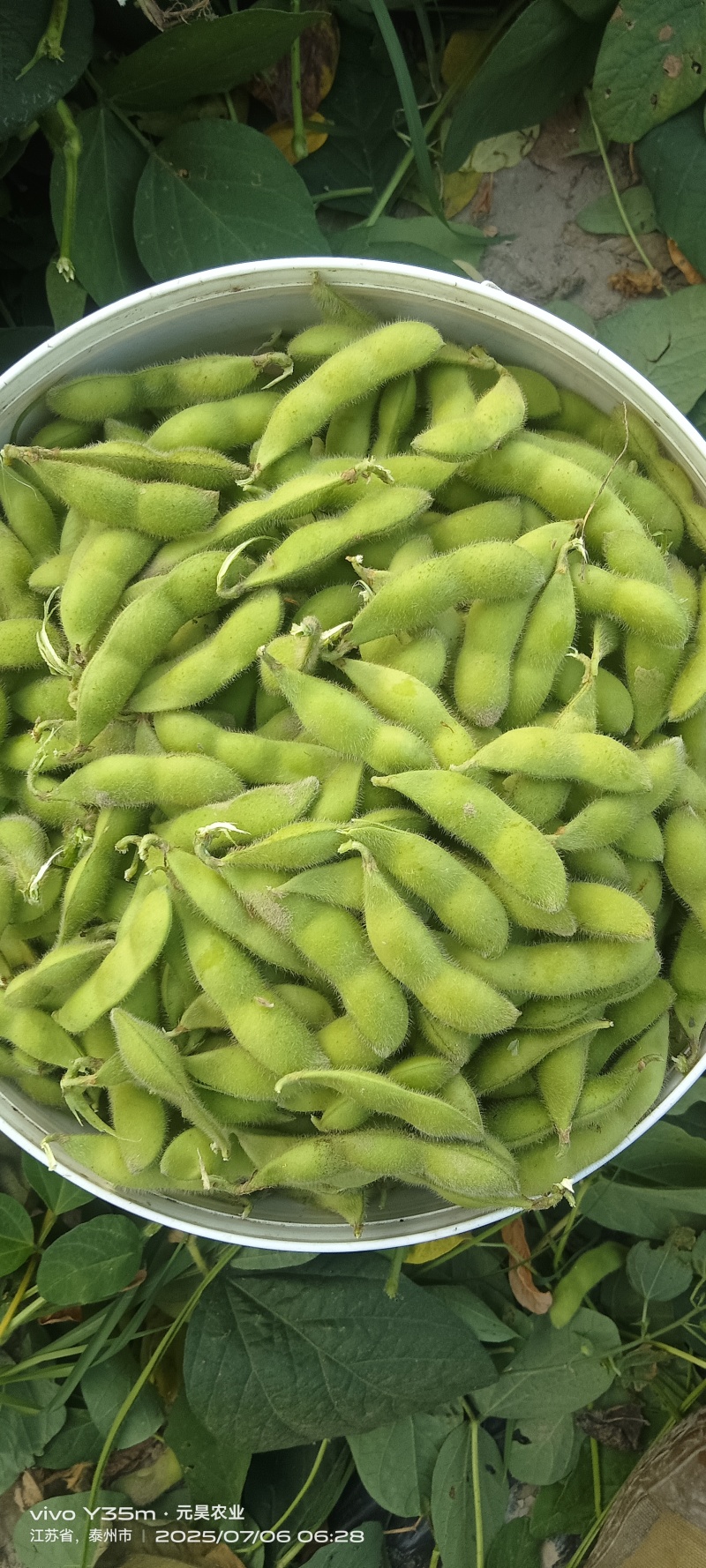 翠绿宝毛豆