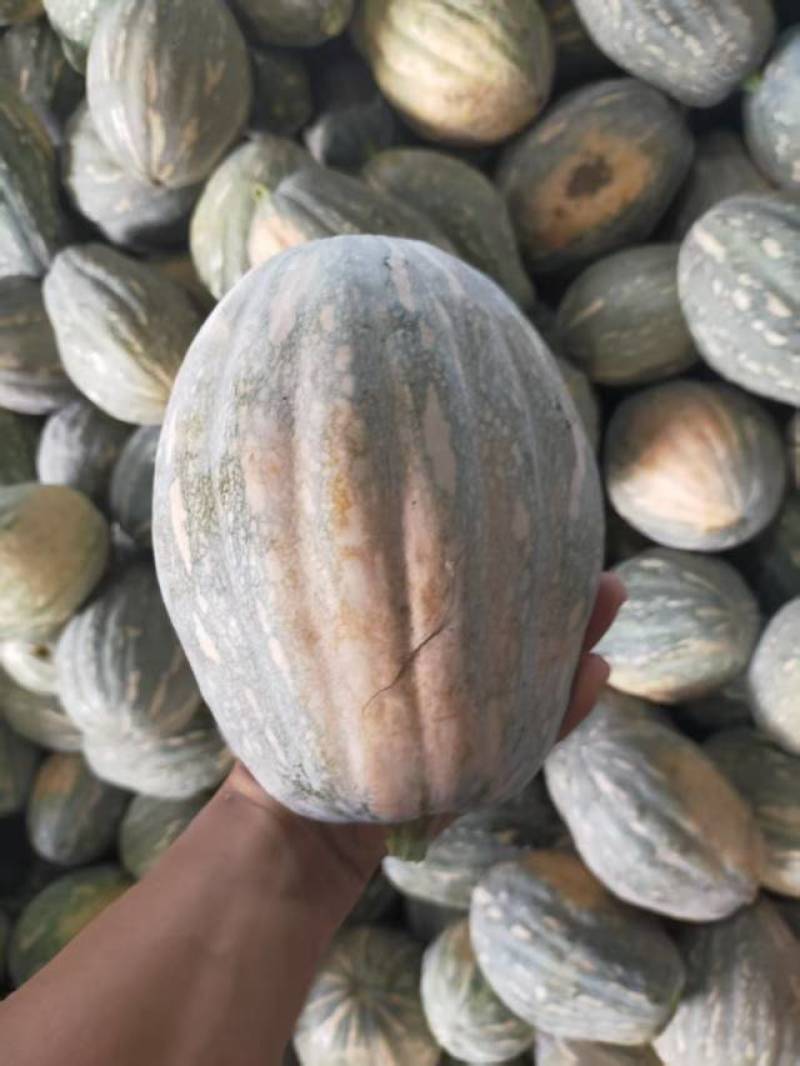 QQ南瓜，口感好，大小均匀，欢迎选购