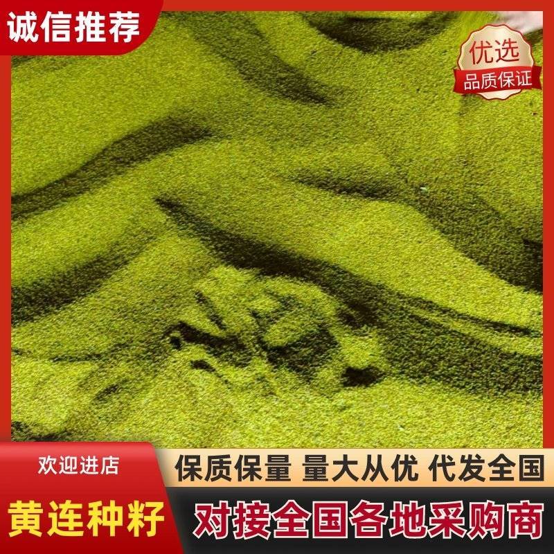 千亩黄连基地直供（种籽）免费技术指导