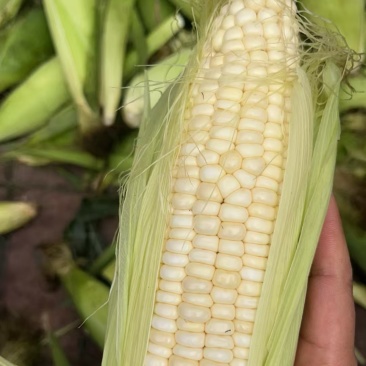 卖336甜糯玉米