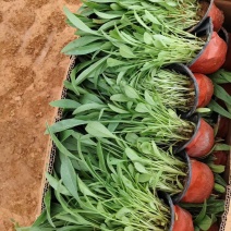 金鸡菊