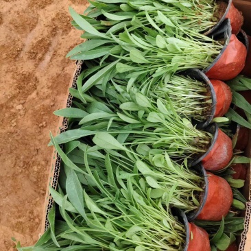 金鸡菊
