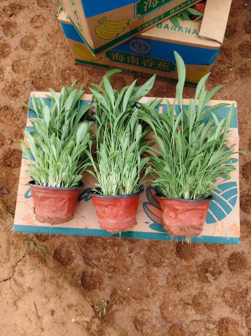 金鸡菊