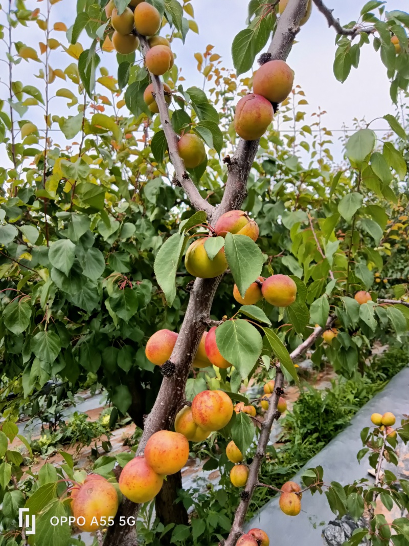 包胡杏批发