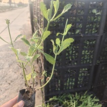 马鞭草