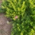 芝樱