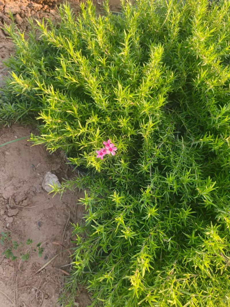 芝樱