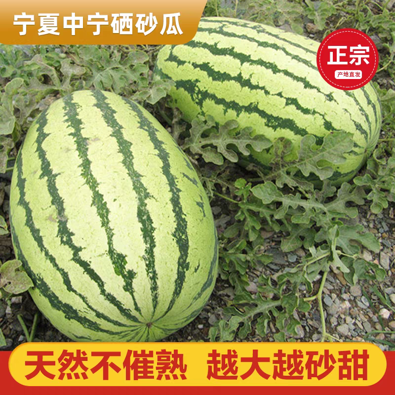 《宁夏西瓜》硒砂瓜/石头瓜/产地货源/全国供应批发