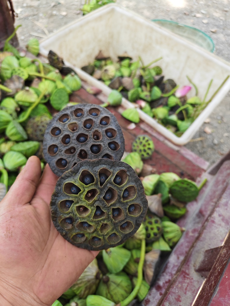 长杆干莲蓬，工艺品，艺术品，批发。
