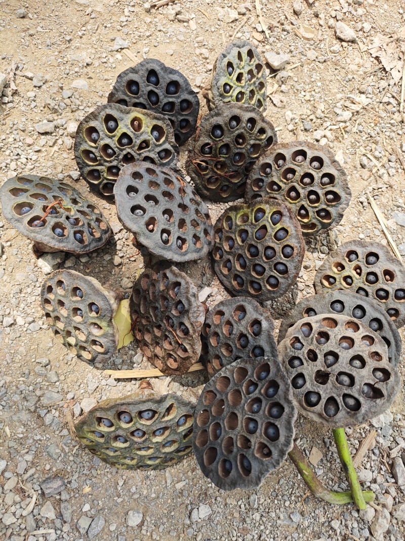 长杆干莲蓬，工艺品，艺术品，批发。