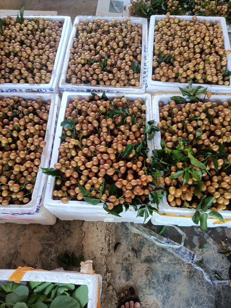 广西浦北黄皮果