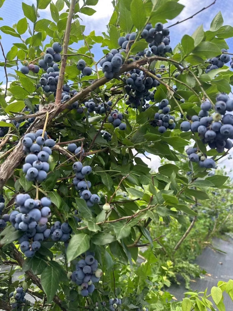 出售蓝莓