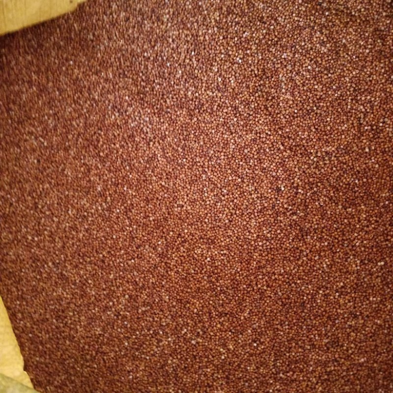 广西鸭瓜粟米