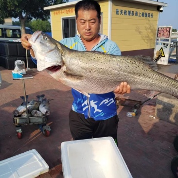 唐山海鲈鱼