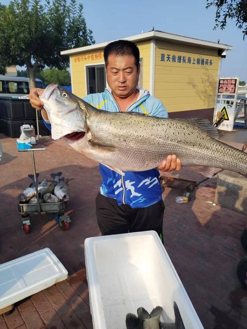 唐山海鲈鱼