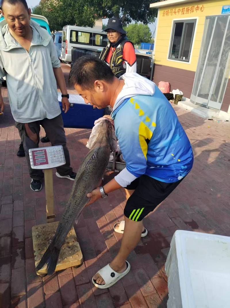 唐山海鲈鱼